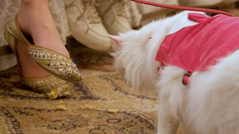 Closeup of a dressed cat. Fluffy White Cat Wearing a Red Harness. Stock Footage 343807736