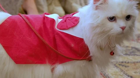 Closeup of a dressed cat. Fluffy White Cat Wearing a Red Harness. Stock Footage 343807749