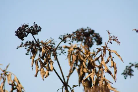 Closeup of dried black dwarf elder fruits on branch with blue sky on backgrou Stock Photos