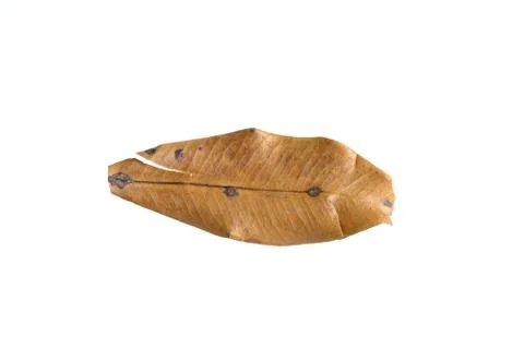 Closeup dried cinnamon tree leaf isolated on a white background Stock Photos