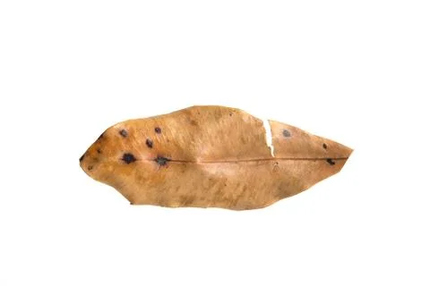 Closeup dried cinnamon tree leaf isolated on a white background Foto stock