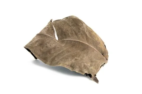 Closeup dried cinnamon tree leaf isolated on a white background Stock Photos
