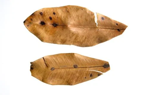 Closeup dried cinnamon tree leaf isolated on a white background Stock Photos