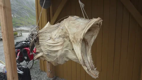 Closeup Of Dried Cod Fish Head Hanging Outside Wooden Shed - Stockfish Stock Footage 327839076