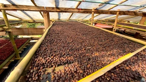 Closeup Dried coffee beans Background Stock Footage 123685892