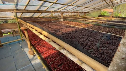 Closeup Dried coffee beans Background Video stock 123685937