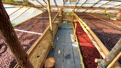 Closeup Dried coffee beans Background Stock Footage 123685942