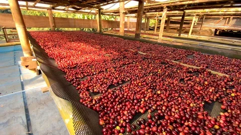 Closeup Dried coffee beans Background Video stock 123685943