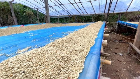 Closeup Dried coffee beans Background Video stock 124115451