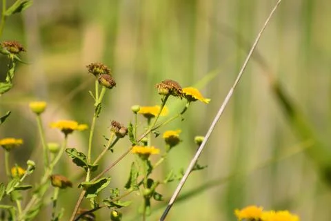 Closeup of dried common fleabane with selective focus on foreground Foto stock