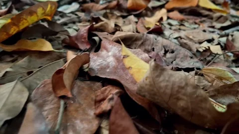 Closeup of dried leaves scattered on the ground. Stock Footage 313712958