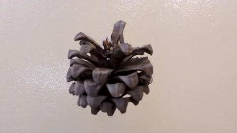 Closeup dried pine cone rounding motion Stock Footage 327703665