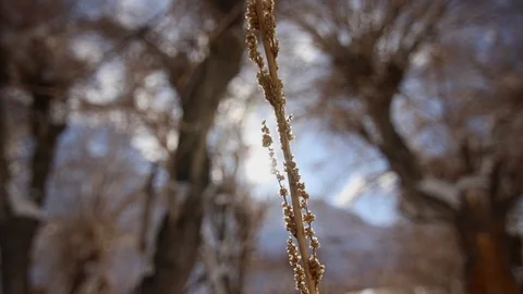 Closeup of a dried shrubs Vidéo 121953106