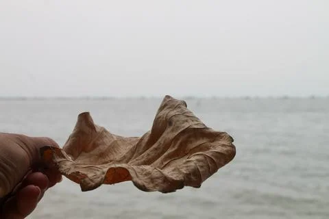 Closeup of Dried Tropical Leaf Held Over Ocean at Tanjung Lesung Stock Photos