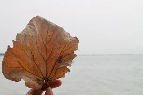 Closeup of Dried Tropical Leaf Held Over Ocean at Tanjung Lesung Stock Photos