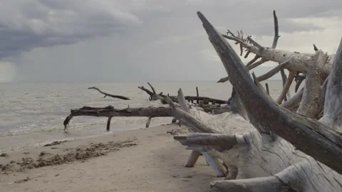 Closeup of Driftwood on the Beach with Storm Clouds far away in the Sea. Stock Footage 166974466