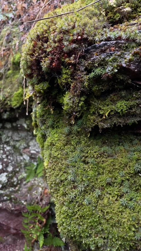 Closeup of Dripping Moss Stock Footage 265110928