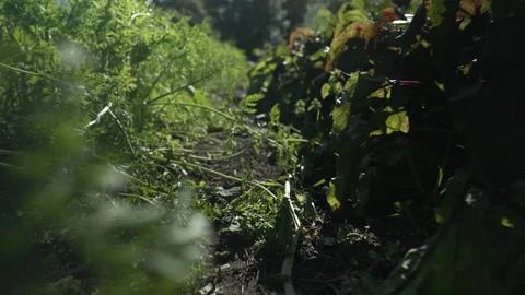 Closeup drive through celery and beetroot plants 스톡 동영상 219795906