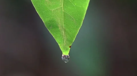 Closeup of A drop falling from the green leaf Video stock 51808130