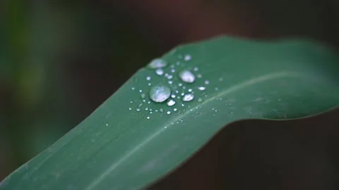 Closeup of a drop of water on a green leaf Stock Footage 252029965
