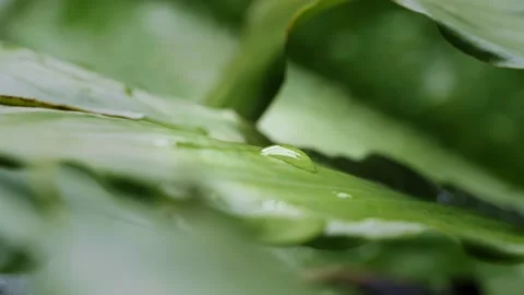 Closeup of a Droplet Stock Footage 158239755