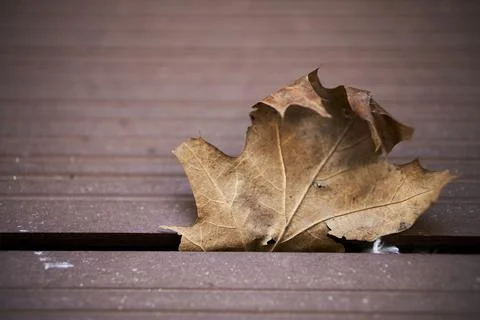 Closeup of a dry autumn maple leaf on brown background. 写真素材