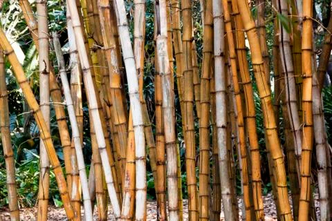 Closeup of dry bamboo patterns and textures Stock Photos