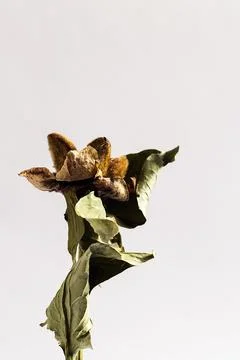 Closeup of a dry branch of peony with seed pods Foto stock