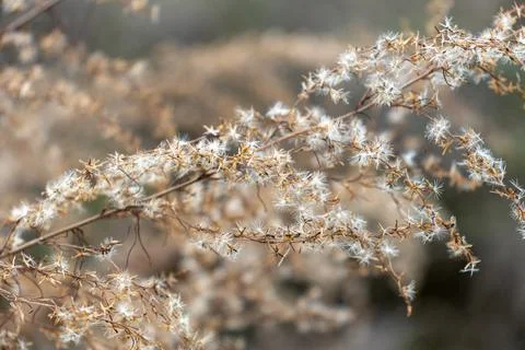 Closeup of the dry branch with white pattern. Stock Photos