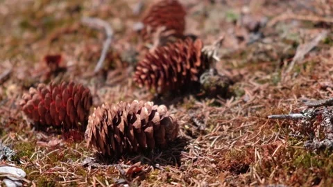 Closeup of dry cones on ground in forest among needles and moss. selective focus Stock Footage 233166636