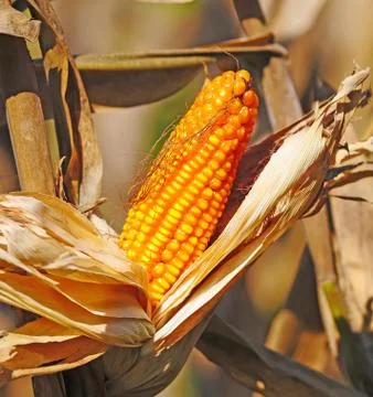 Closeup of dry corn cob ready for harvest Stock Photos