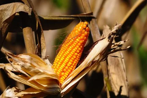 Closeup of dry corn cob ready for harvest Foto stock