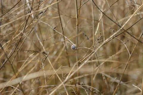 Closeup dry grass as background Stock Photos