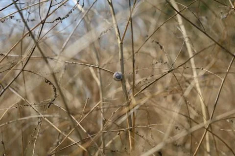 Closeup dry grass as background Stock Photos