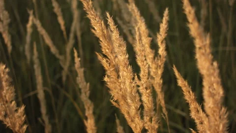 Closeup of dry grass in the fall at sunset. Recorded in Raw on Blackmagic camera Video stock 114457297