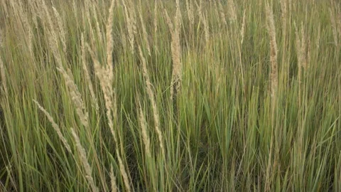 Closeup of dry grass in the fall at sunset. Recorded in Raw on Blackmagic camera 스톡 동영상 114457309