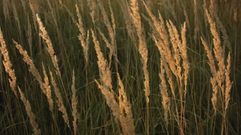 Closeup of dry grass in the fall at sunset. Recorded in Raw on Blackmagic camera Video stock 114457432