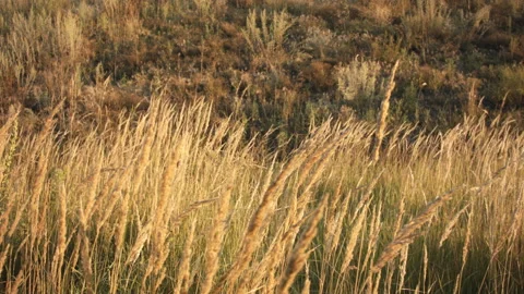 Closeup of dry grass in the fall at sunset. Recorded in Raw on Blackmagic camera 스톡 동영상 114457676