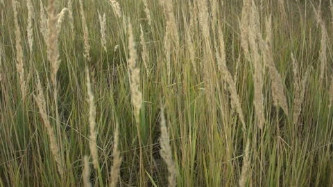 Closeup of dry grass in the fall at sunset. Recorded in Raw on Blackmagic camera Video stock 114457705