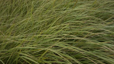 Closeup of dry grass in the fall at sunset. Recorded in Raw on Blackmagic camera 스톡 동영상 114681936
