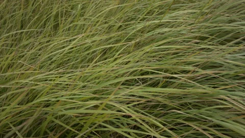 Closeup of dry grass in the fall at sunset. Recorded in Raw on Blackmagic camera Stock Footage 114681954