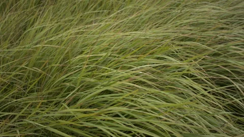 Closeup of dry grass in the fall at sunset. Recorded in Raw on Blackmagic camera Vídeo Stock 114681956