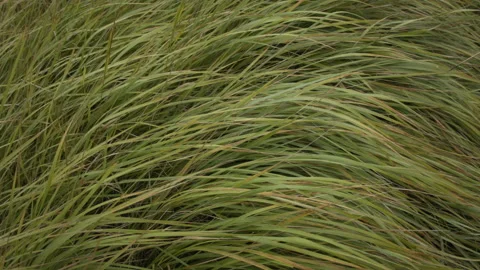 Closeup of dry grass in the fall at sunset. Recorded in Raw on Blackmagic camera 動画素材 114682036