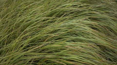Closeup of dry grass in the fall at sunset. Recorded in Raw on Blackmagic camera Vídeo Stock 114682102