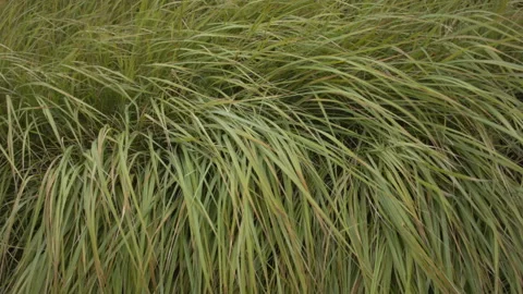 Closeup of dry grass in the fall at sunset. Recorded in Raw on Blackmagic camera 스톡 동영상 114684124