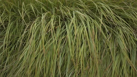 Closeup of dry grass in the fall at sunset. Recorded in Raw on Blackmagic camera Stock Footage 114684273