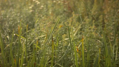 Closeup of dry grass in the fall at sunset. Recorded in Raw on Blackmagic camera Vídeos de archivo 115629202