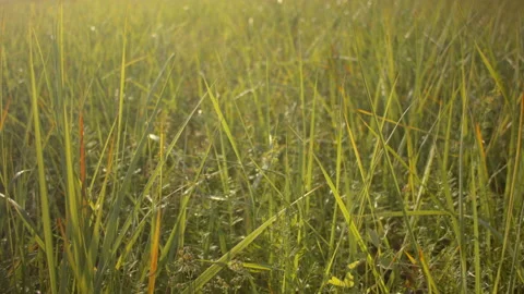Closeup of dry grass in the fall at sunset. Recorded in Raw on Blackmagic camera Stock Footage 115639800