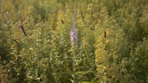 Closeup of dry grass in the fall at sunset. Recorded in Raw on Blackmagic camera 動画素材 115641258