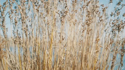 Closeup dry grass nature background Video stock 96747190